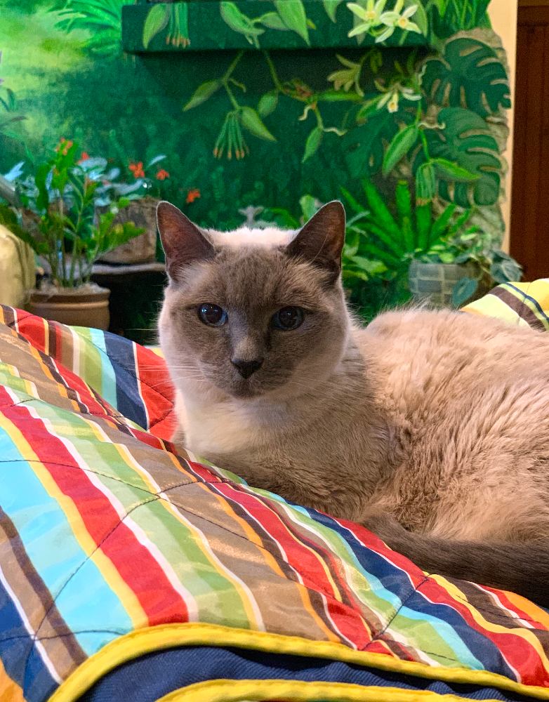 Vanilla thinking about eating Koi and many other cats